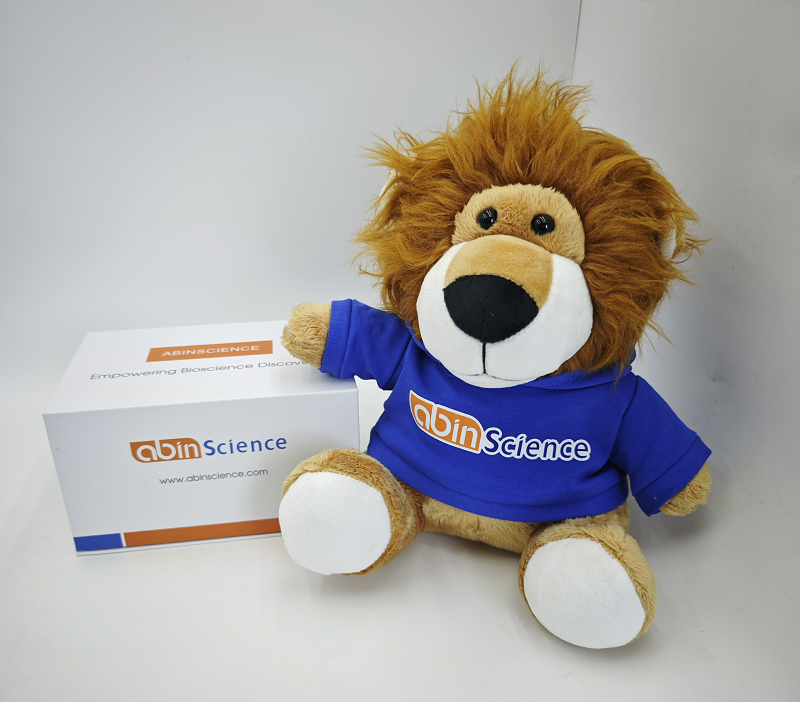 抗DERP1 抗体 (ABS0743)（一抗）,Anti-DERP1 Antibody ABS0743