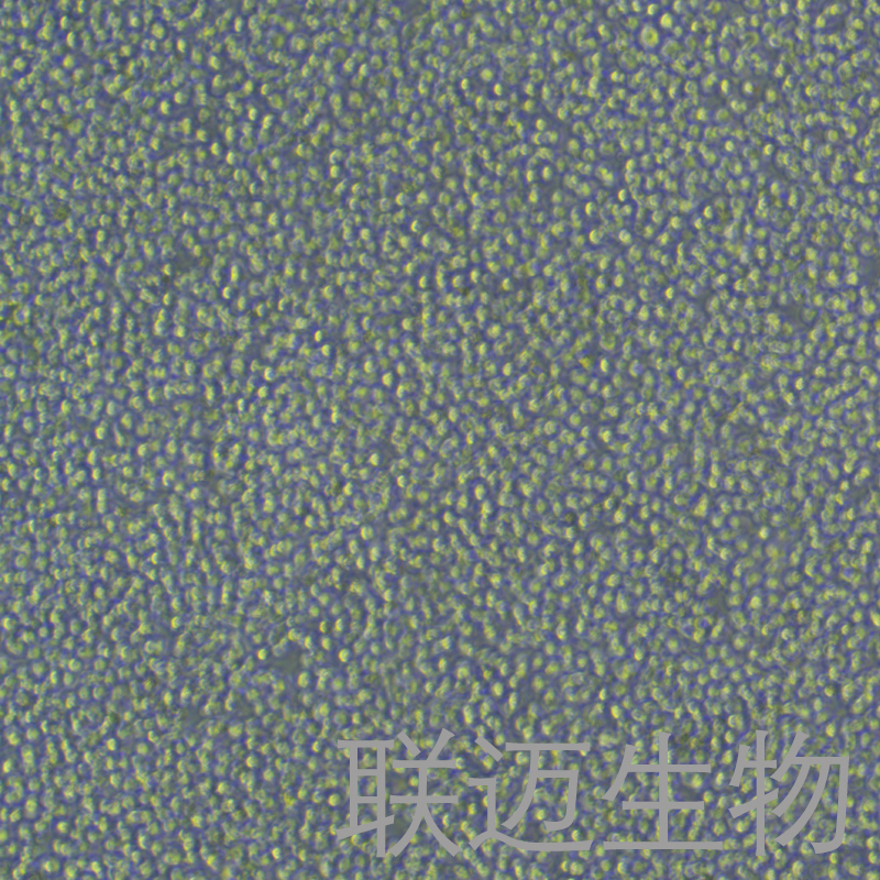 P815细胞（小鼠肥大细胞瘤细胞种属鉴定正确）LM8C0182,P815