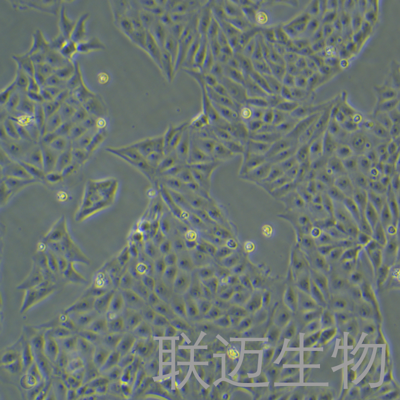 PK-15细胞（猪肾细胞）LM8C0187,PK-15