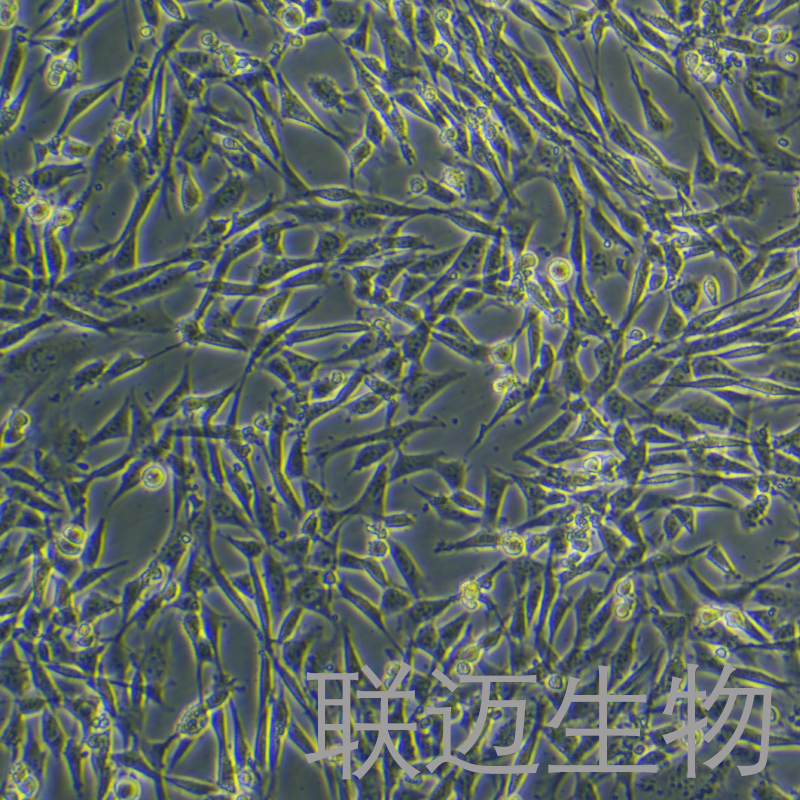 NIH/3T3细胞（小鼠胚胎细胞种属鉴定正确）LM8C0171,NIH/3T3