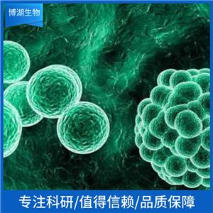 MRK-nu-1人乳腺癌细胞,MRK-nu-1