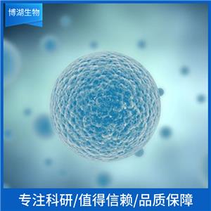 MX-1人乳腺癌细胞,MX-1