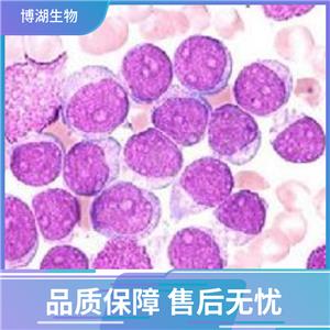 NCI-H1155人非小细胞肺癌细胞,NCI-H1155