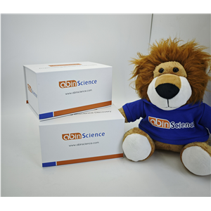 抗HCV NS1/gp68/gp70/Envelope glycoprotein E2 抗体 (A8)（一抗）,Anti-HCV NS1/gp68/gp70/Envelope glycoprotein E2 Antibody A8