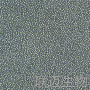 P815细胞（小鼠肥大细胞瘤细胞种属鉴定正确）LM8C0182