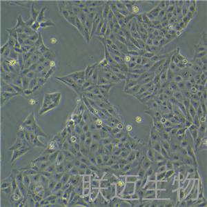 PK-15细胞（猪肾细胞）LM8C0187,PK-15