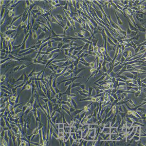 NIH/3T3细胞（小鼠胚胎细胞种属鉴定正确）LM8C0171