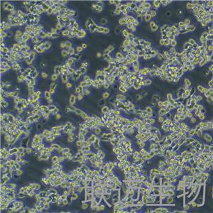 LoVo细胞（结肠癌细胞STR鉴定正确）LM8C0144