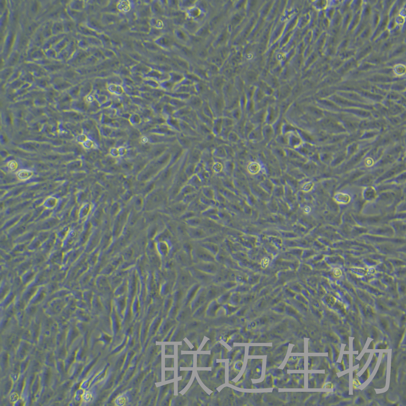 HSC-T6细胞（大鼠肝星形细胞种属鉴定正确）LM8C0116,HSC-T6