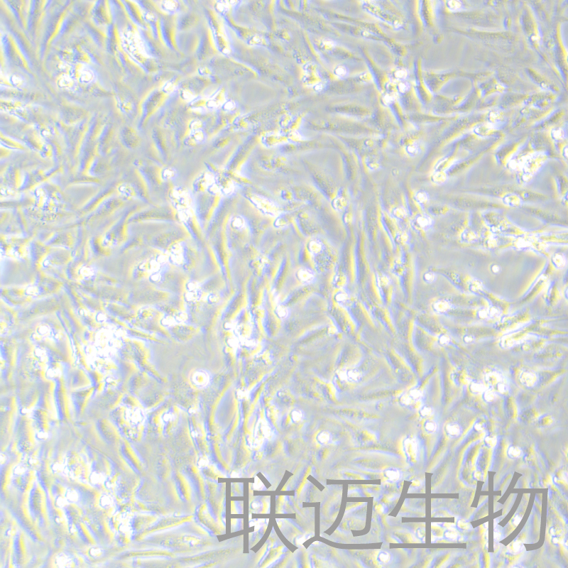 MC3T3-E1Subclone24细胞（小鼠胚胎成骨细胞前体细胞）LM8C0251,MC3T3-E1Subclone24