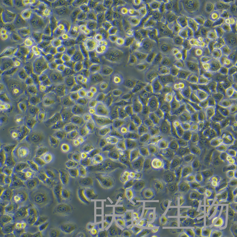 SGC-7901细胞（胃癌细胞）LM8C0206,SGC-7901