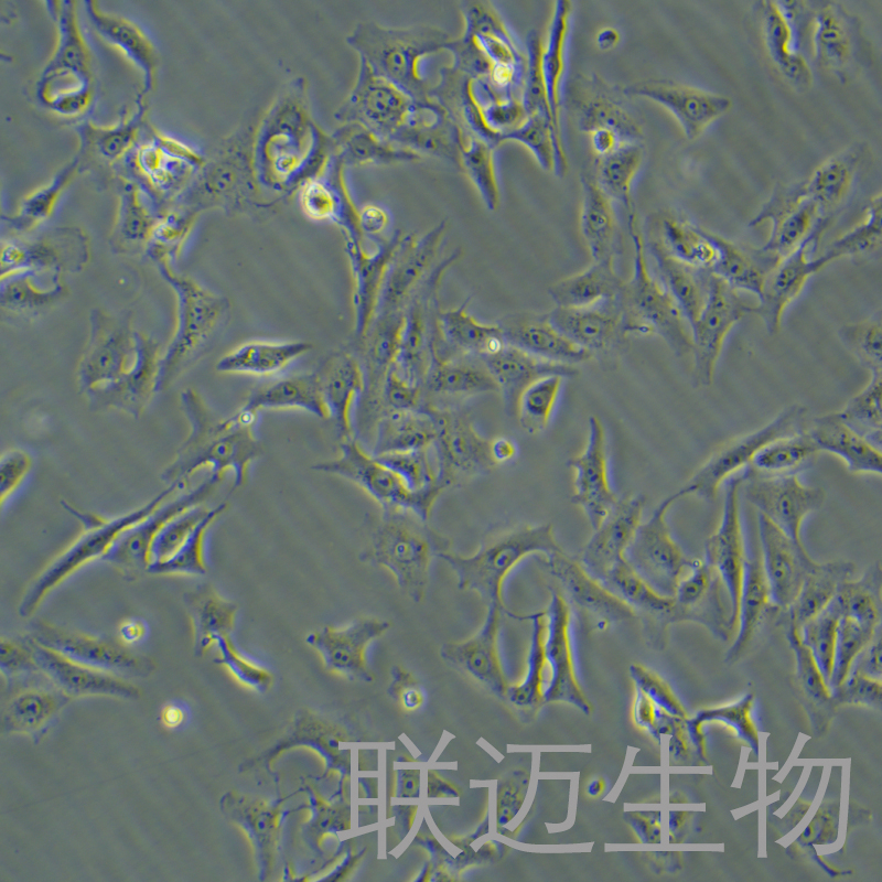 Vero细胞（非洲绿猴肾细胞）LM8C0242,Vero