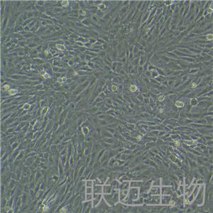 HSC-T6细胞（大鼠肝星形细胞种属鉴定正确）LM8C0116