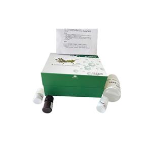 鸟氨酸脱酶(ODC)活性测定试剂盒分光法/24样,ODC ELISA KIT