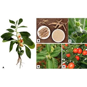 南非醉茄提取物,Withania Somnifera