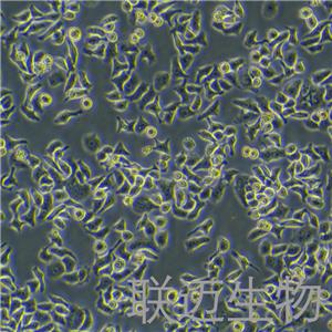 HCCLM3细胞（高转移肝癌细胞）LM8C0278
