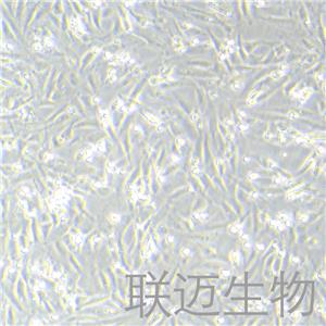 MC3T3-E1Subclone24细胞（小鼠胚胎成骨细胞前体细胞）LM8C0251,MC3T3-E1Subclone24