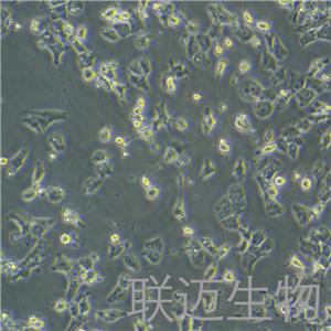 RH-35细胞（大鼠肝癌细胞种属鉴定正确）LM8C0195,RH-35