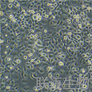 SGC-7901细胞（胃癌细胞）LM8C0206,SGC-7901