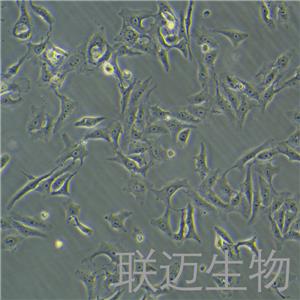 Vero细胞（非洲绿猴肾细胞）LM8C0242