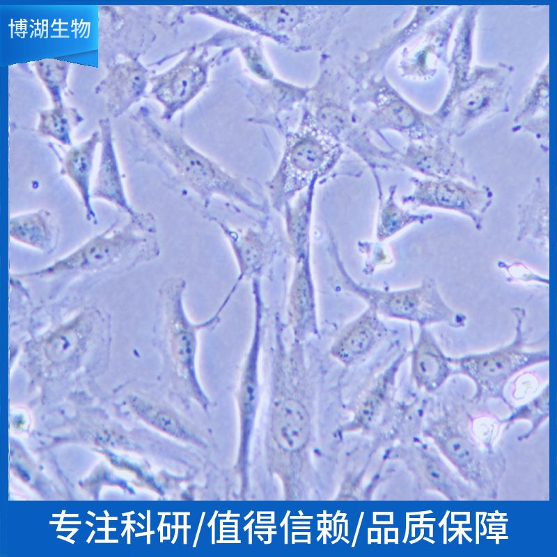 NCI-H2291人非小细胞肺癌细胞,NCI-H2291