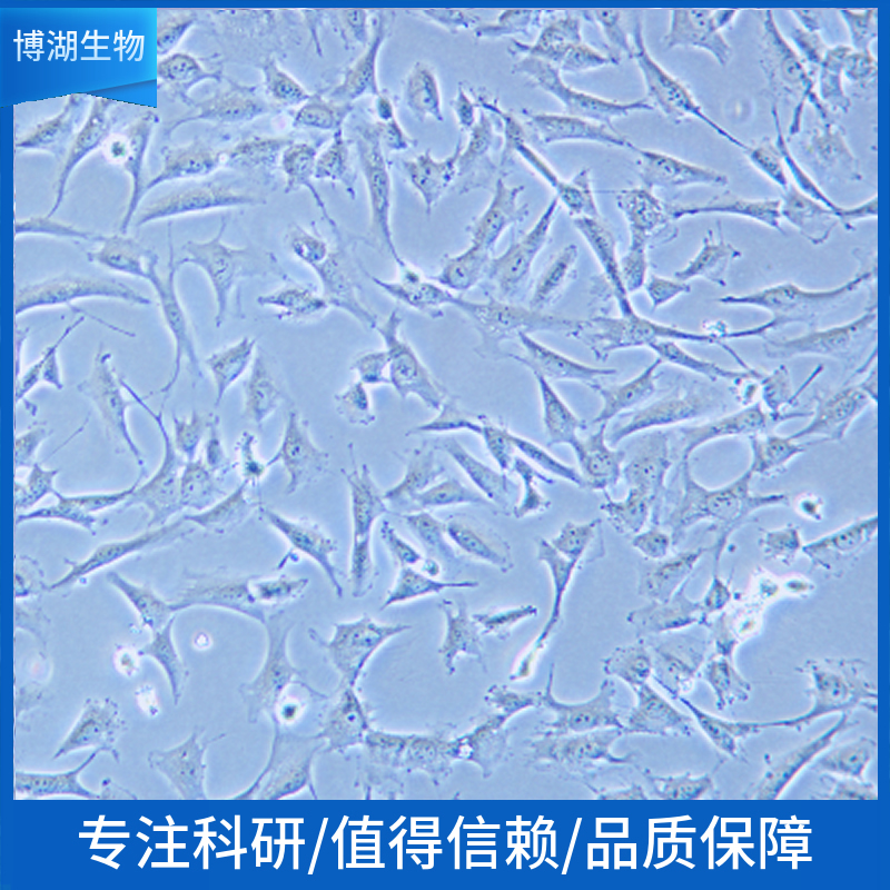 NCI-H1563人非小细胞肺癌细胞,NCI-H1563