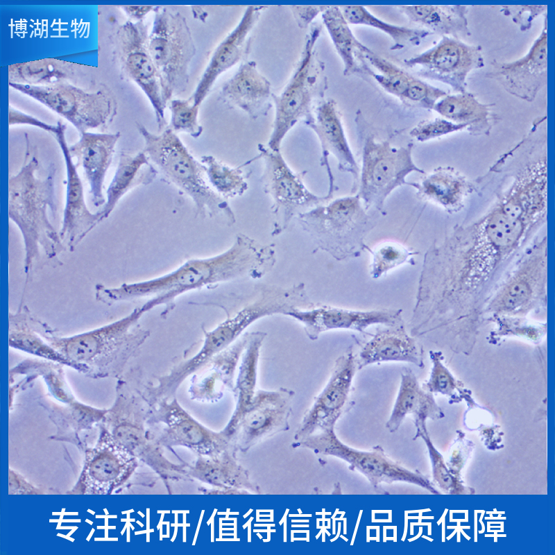 NCI-H1650人非小细胞肺癌细胞,NCI-H1650