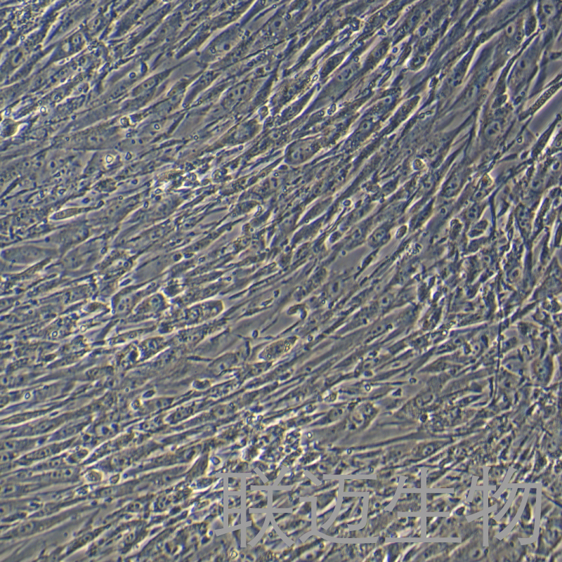 HFF-1细胞（包皮成纤维细胞）LM8C0352,HFF-1