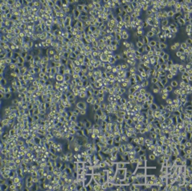 MX-1细胞（乳腺癌细胞）LM8C0296,MX-1