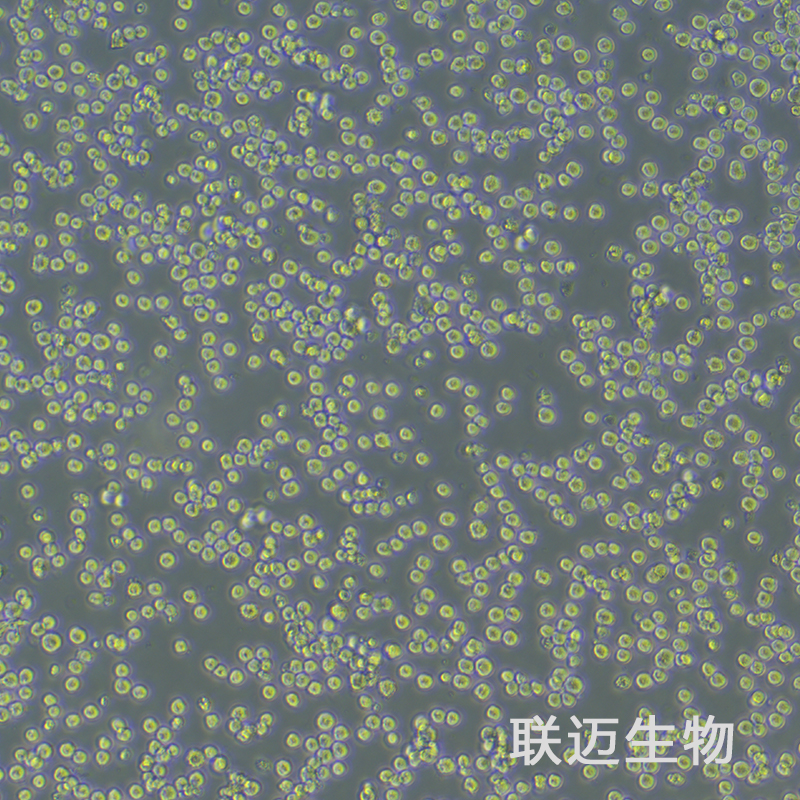 MPC-11细胞（小鼠浆细胞瘤）LM8C0386,MPC-11
