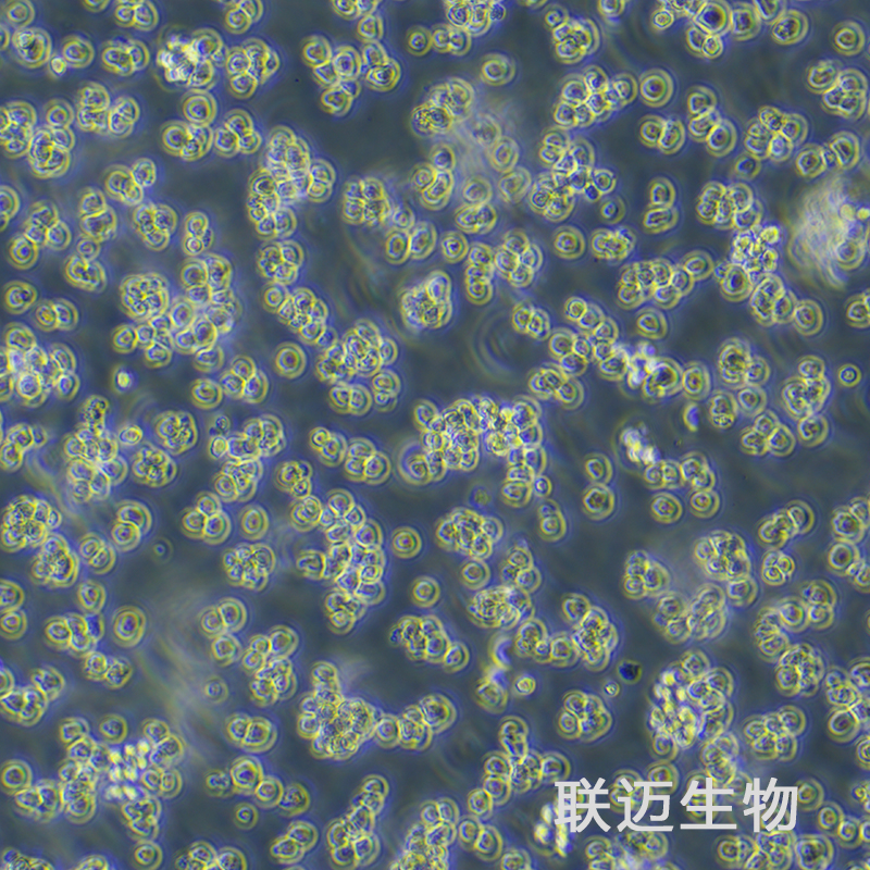 Sp2/0-Ag14[SP2/0]细胞（小鼠骨髓瘤细胞）LM8C0445,Sp2/0-Ag14[SP2/0]