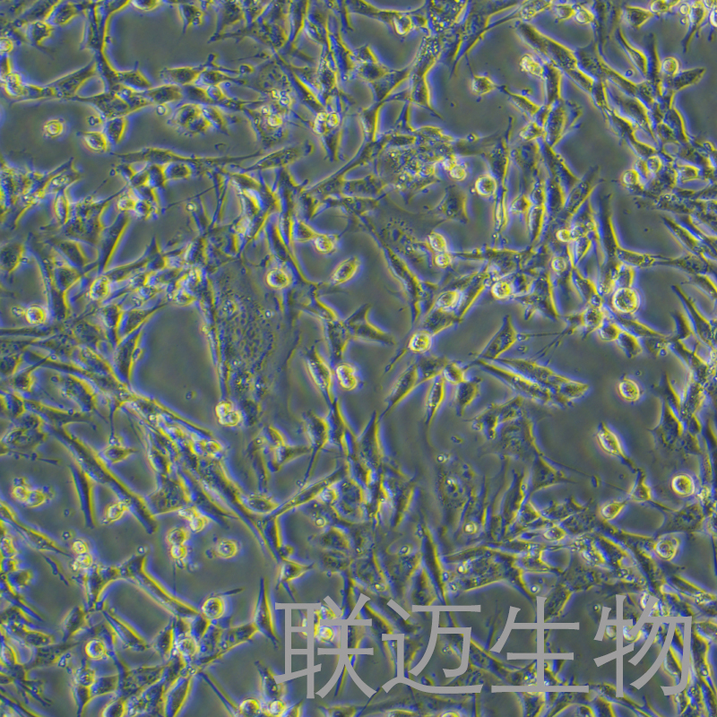 TM4细胞（正常小鼠睾丸Sertoli细胞）LM8C0456,TM4