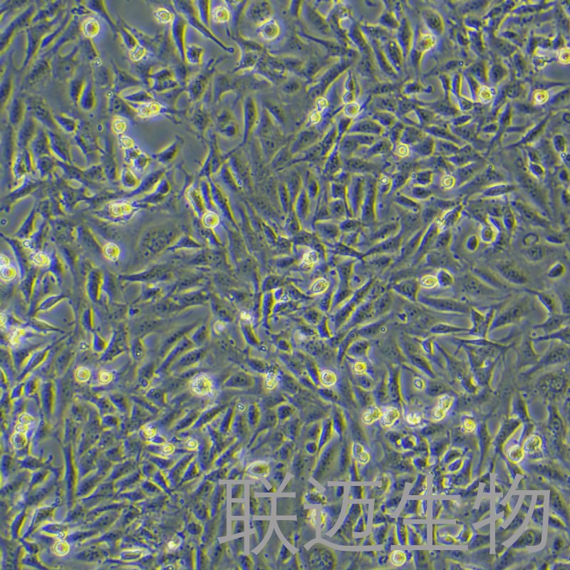 SV40MES13细胞（小鼠肾小球系膜细胞）LM8C0470,SV40MES13