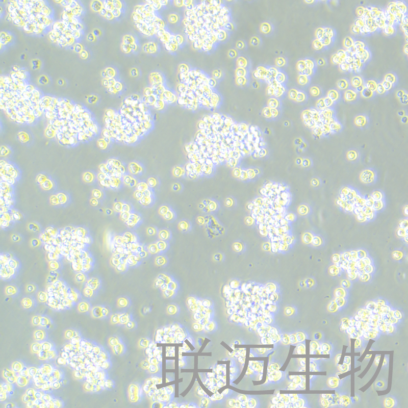 B95-8细胞（绒猴EB病毒转化的白细胞）LM8C0476,B95-8