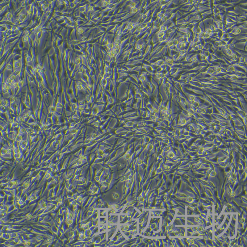 PC-12 (高分化)细胞（大鼠肾上腺嗜铬细胞瘤细胞-高分化）LM8C0481,PC-12