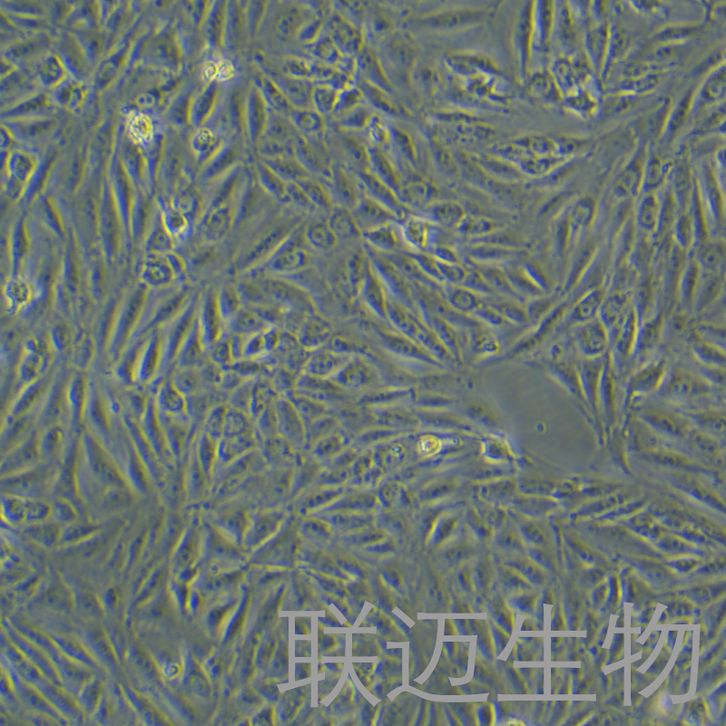 IBRS-2[IB-RS-2]细胞（猪肾细胞）LM8C0123,IBRS-2[IB-RS-2]