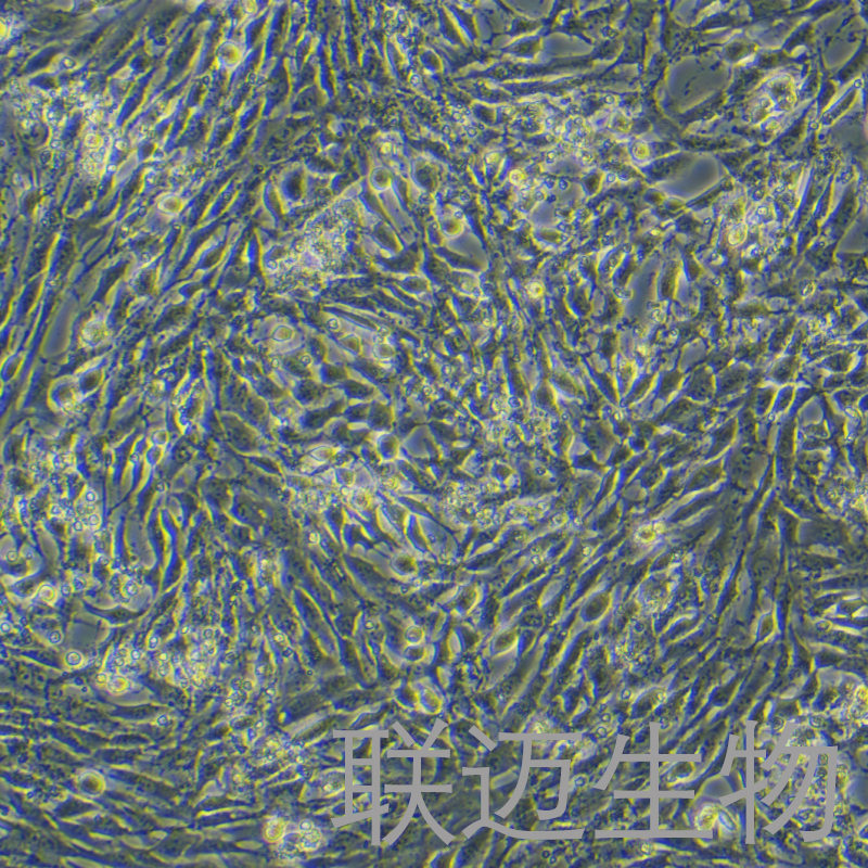 NRK细胞（大鼠肾细胞）LM8C0173,NRK