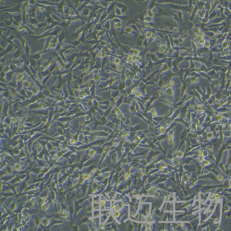 PIEC细胞（猪髋动脉内皮细胞）LM8C0186,PIEC