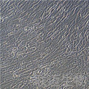 HFF-1细胞（包皮成纤维细胞）LM8C0352