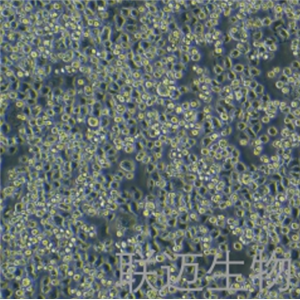 MX-1细胞（乳腺癌细胞）LM8C0296