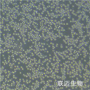 MPC-11细胞（小鼠浆细胞瘤）LM8C0386,MPC-11