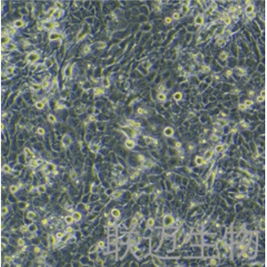 TE-11细胞（食管癌细胞）LM8C0454