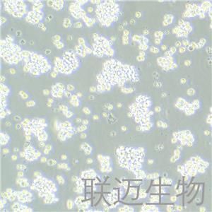 B95-8细胞（绒猴EB病毒转化的白细胞）LM8C0476,B95-8