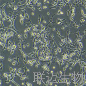 PC-12 (低分化)细胞（大鼠肾上腺嗜铬细胞瘤细胞-低分化）LM8C0480