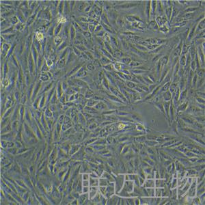 IBRS-2[IB-RS-2]细胞（猪肾细胞）LM8C0123,IBRS-2[IB-RS-2]