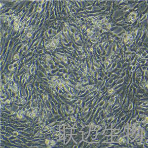 NRK细胞（大鼠肾细胞）LM8C0173