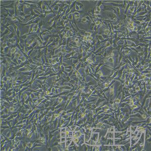 PIEC细胞（猪髋动脉内皮细胞）LM8C0186