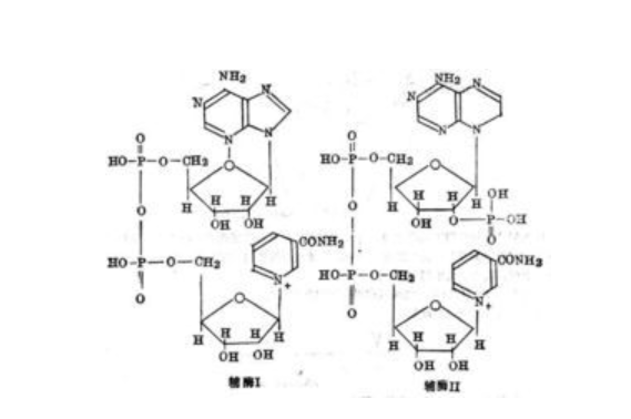 乳酸脱氢酶,D-LDH