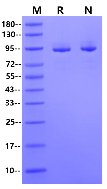 核糖核酸酶 R,RNase R