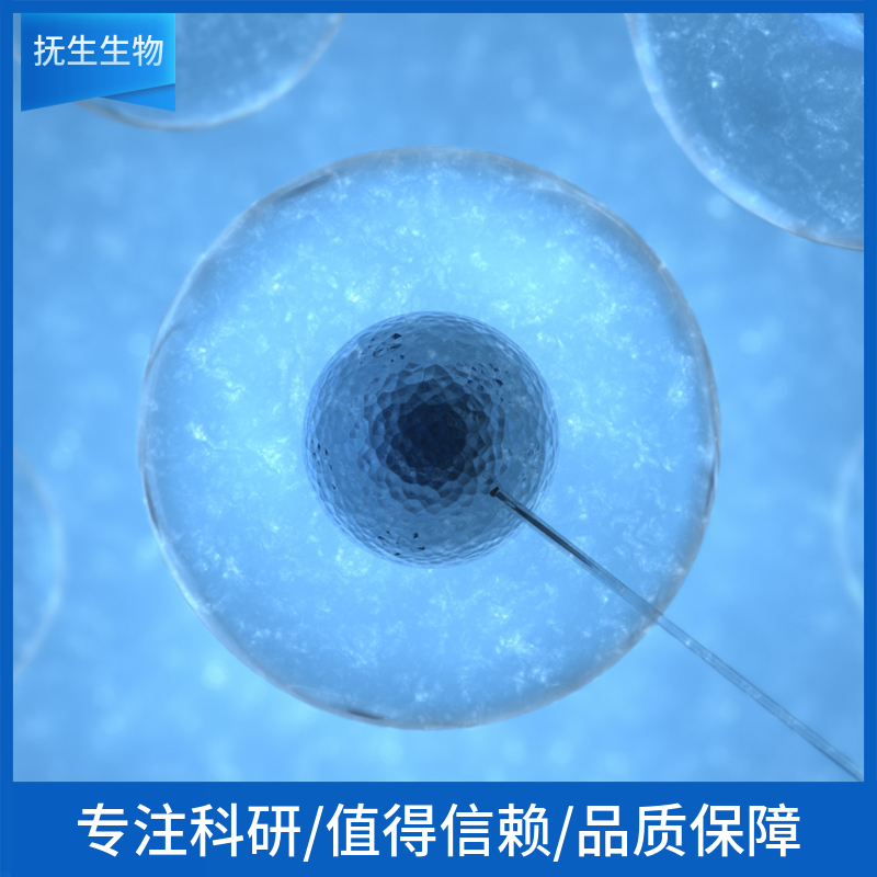 SW756（人子宫鳞状癌细胞）,SW756